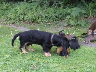 Teuto Teckel E-Wurf Rauhhaarzwergdackel drrlaub (rot), saufarben und schwarzrote Welpen von Mini