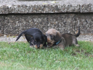  Teuto Teckel E-Wurf Rauhhaarzwergdackel drrlaub (rot), saufarben und schwarzrote Welpen von Mini