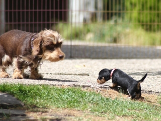 Teuto Teckel E-Wurf Rauhhaarzwergdackel drrlaub (rot), saufarben und schwarzrote Welpen von Mini