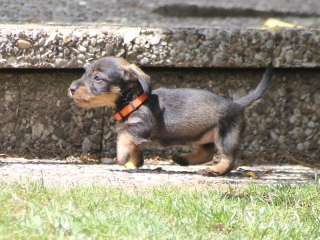 Teuto Teckel E-Wurf Rauhhaarzwergdackel drrlaub (rot), saufarben und schwarzrote Welpen von Mini