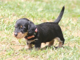 Teuto Teckel E-Wurf Rauhhaarzwergdackel drrlaub (rot), saufarben und schwarzrote Welpen von Mini