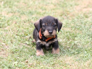 Teuto Teckel E-Wurf Rauhhaarzwergdackel drrlaub (rot), saufarben und schwarzrote Welpen von Mini
