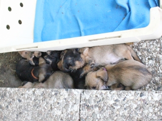  Teuto Teckel E-Wurf Rauhhaarzwergdackel drrlaub (rot), saufarben und schwarzrote Welpen von Mini