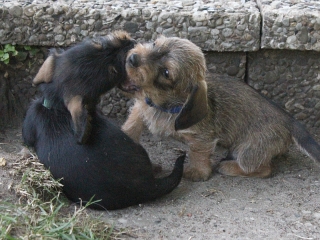 Teuto Teckel E-Wurf Rauhhaarzwergdackel drrlaub (rot), saufarben und schwarzrote Welpen von Mini