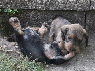 Teuto Teckel E-Wurf Rauhhaarzwergdackel drrlaub (rot), saufarben und schwarzrote Welpen von Mini
