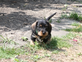 Teuto Teckel E-Wurf Rauhhaarzwergdackel drrlaub (rot), saufarben und schwarzrote Welpen von Mini