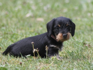 Teuto Teckel E-Wurf Rauhhaarzwergdackel drrlaub (rot), saufarben und schwarzrote Welpen von Mini