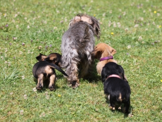 Teuto Teckel E-Wurf Rauhhaarzwergdackel drrlaub (rot), saufarben und schwarzrote Welpen von Mini