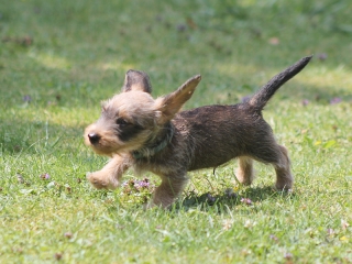 Teuto Teckel E-Wurf Rauhhaarzwergdackel drrlaub (rot), saufarben und schwarzrote Welpen von Mini