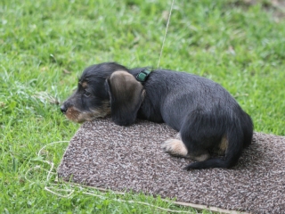 Teuto Teckel  E-Wurf Rauhhaarzwergdackel drrlaub (rot), saufarben und schwarzrote Welpen von Mini