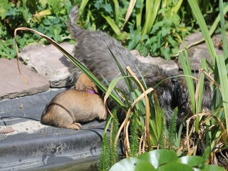 Teuto Teckel E-Wurf Rauhhaarzwergdackel drrlaub (rot), saufarben und schwarzrote Welpen von Mini