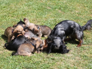 Teuto Teckel E-Wurf Rauhhaarzwergdackel drrlaub (rot), saufarben und schwarzrote Welpen von Mini