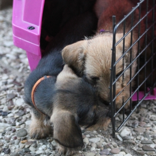 Teuto Teckel E-Wurf Rauhhaarzwergdackel drrlaub (rot), saufarben und schwarzrote Welpen von Mini
