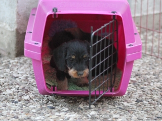 Teuto Teckel E-Wurf Rauhhaarzwergdackel drrlaub (rot), saufarben und schwarzrote Welpen von Mini