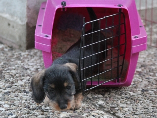 Teuto Teckel E-Wurf Rauhhaarzwergdackel drrlaub (rot), saufarben und schwarzrote Welpen von Mini