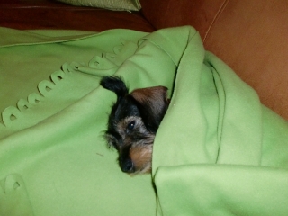 Etta vom Teuto Teckel saufarben Rauhhaarzwergdackel
