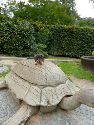 Etta vom Teuto Teckel saufarben Rauhhaarzwergdackel