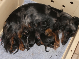 Teuto Teckel E-Wurf Rauhhaarzwergdackel drrlaub (rot), saufarben und schwarzrote Welpen von Mini