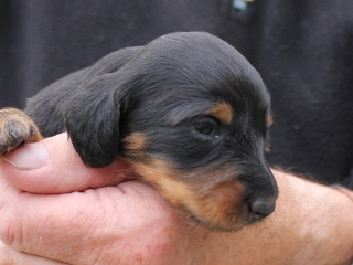 Langhaardzwergackel Teuto Teckel G-Wurf tiger und schwarzrot