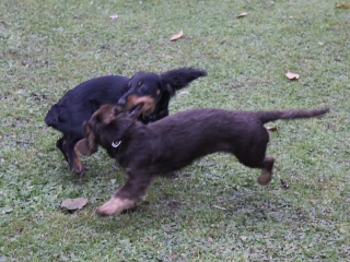Zwerglanghaar Dackelwelpe schwarzrot
