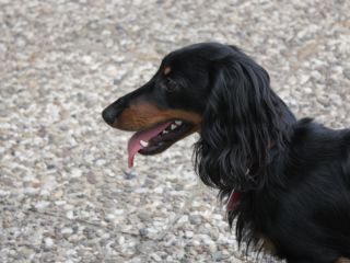 Zwerglanghaar Dackelwelpe schwarzrot