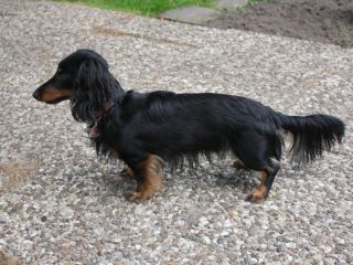 Zwerglanghaar Dackelwelpe schwarzrot