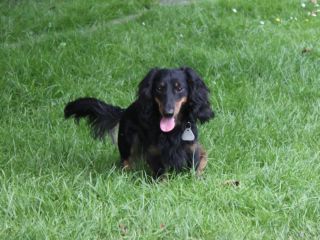 Zwerglanghaar Dackelwelpe schwarzrot