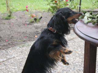 Zwerglanghaar Dackelwelpe schwarzrot