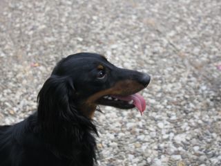 Zwerglanghaar Dackelwelpe schwarzrot