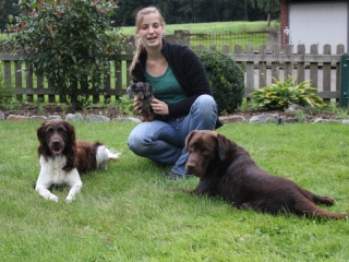 Zwergrauhhaar Dackelwelpe schlft in Rasenmherauffangbehlter.