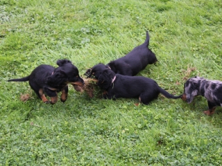 Zwergrauhhaar Dackelwelpe schlft in Rasenmherauffangbehlter.