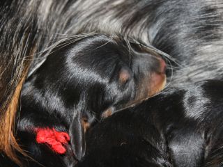 Langhaardackelwelpen in schwarzrot und schwarztiger