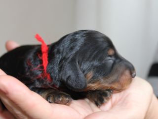Langhaardackelwelpen in schwarzrot und schwarztiger