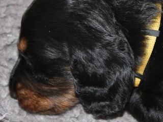 schwarzroter Langhaardackelwelpe 