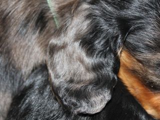 schwarzroter Langhaardackelwelpe 