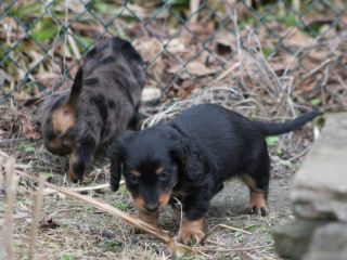 schwarzrote Hndin Langhaardackelwelpe 