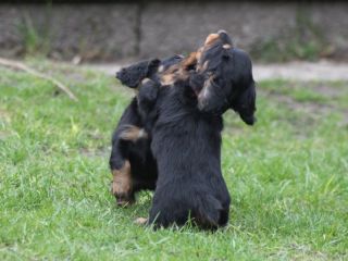 schwarzrote Hndin Langhaardackelwelpe 