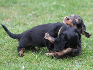 schwarzrote Hndin Langhaardackelwelpe 