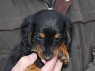 schwarzrote Hndin Langhaardackelwelpe 