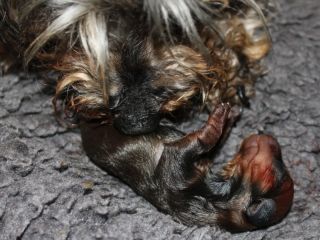 Teuto Teckel I-Wurf Rauhhaarzwergdackel drrlaub (rot), saufarben und schwarzrote Welpen von Mini