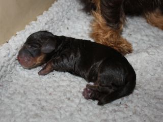 Rauhhaardackel vom Teuto Teckel J-Wurf