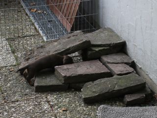 Rauhhaardackel vom Teuto Teckel J-Wurf