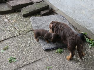 Rauhhaardackel vom Teuto Teckel J-Wurf