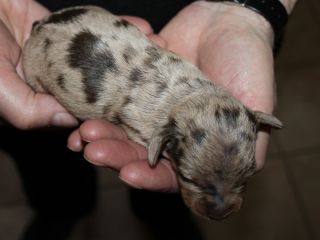 Brauntiger Rde vom Teuto Teckel J-Wurf