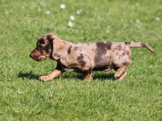 Zwergrauhhaardackel vom Teuto Teckel J-Wurf in schoko und schokotiger