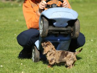 Zwergrauhhaardackel vom Teuto Teckel J-Wurf in schoko und schokotiger