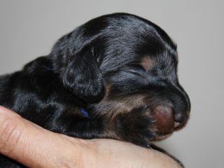 Langhaardackel Welpen in schwarzrot und schwarztiger