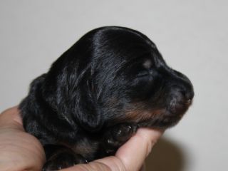 Langhaardackel Welpen in schwarzrot und schwarztiger