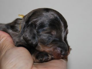 Langhaardackel Welpen in schwarzrot und schwarztiger
