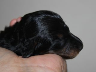 Langhaardackel Welpen in schwarzrot und schwarztiger